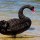 Black Swan Theory in A to Z
